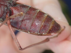 Phoracantha acanthocera