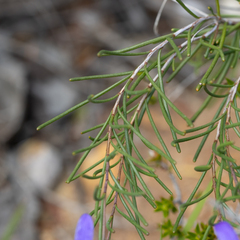 Cheiranthera filifolia