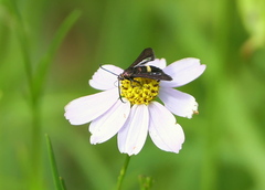 Coreopsis rosea