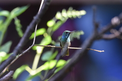 Chrysuronia versicolor