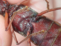 Phoracantha acanthocera