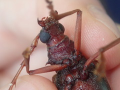 Phoracantha acanthocera