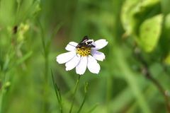 Coreopsis rosea
