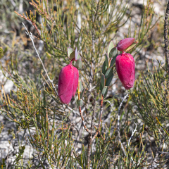 Pimelea physodes