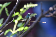 Chrysuronia versicolor