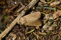 Ichneutica blenheimensis