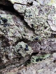Rinodina