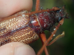 Phoracantha acanthocera