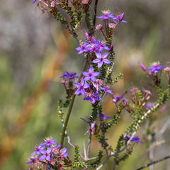 Calytrix leschenaultii