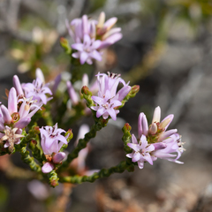 Andersonia parvifolia