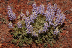 Lupinus lepidus sellulus