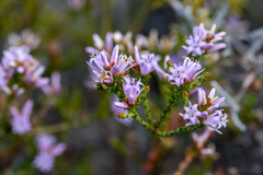 Andersonia parvifolia