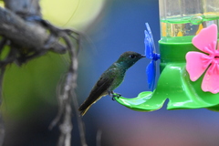 Chrysuronia