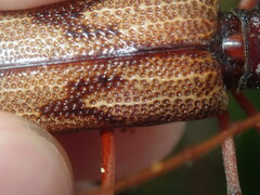 Phoracantha acanthocera