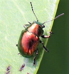 Colasposoma