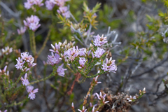 Andersonia parvifolia