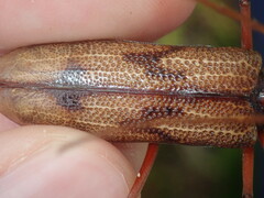 Phoracantha acanthocera