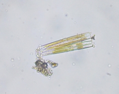 Fragilaria
