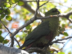 Enicognathus ferrugineus