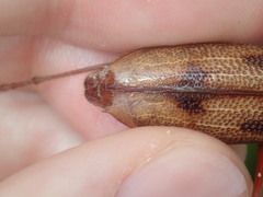 Phoracantha acanthocera