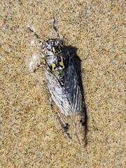 Amphipsalta cingulata