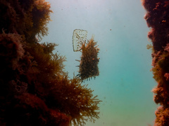 Chaetodermis penicilligerus