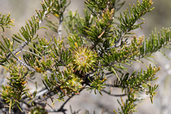Allocasuarina thuyoides