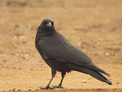Corvus corone orientalis