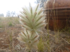 Ptilotus macrocephalus