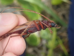 Phoracantha acanthocera