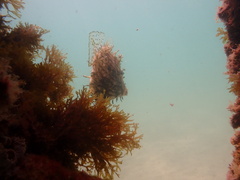 Chaetodermis penicilligerus