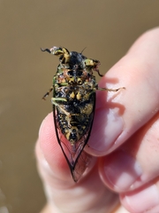 Amphipsalta cingulata