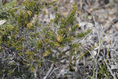 Allocasuarina thuyoides