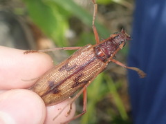 Phoracantha acanthocera