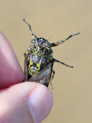 Amphipsalta cingulata