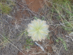 Ptilotus macrocephalus
