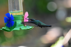 Anthracothorax nigricollis