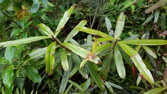 Myrsine salicina