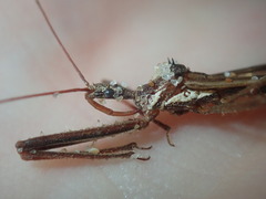Australcmena lineativentris