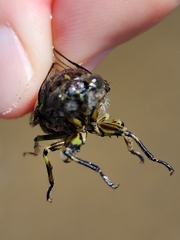 Amphipsalta cingulata