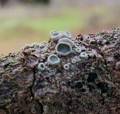 Lecanora caesiorubella