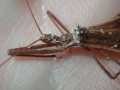 Australcmena lineativentris