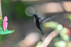 Anthracothorax nigricollis