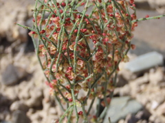 Eriogonum nidularium