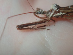 Australcmena lineativentris