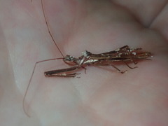 Australcmena lineativentris