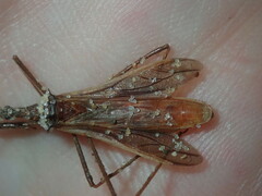 Australcmena lineativentris