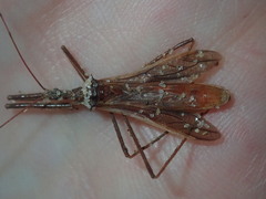 Australcmena lineativentris