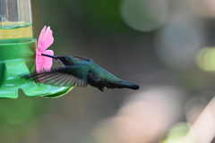 Anthracothorax nigricollis