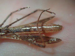 Australcmena lineativentris